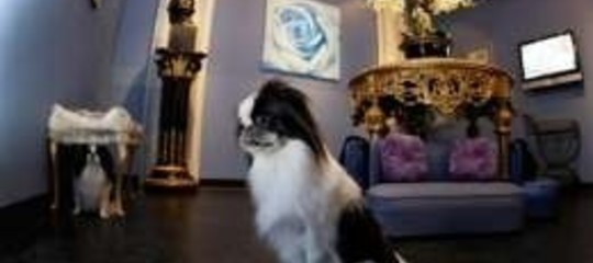 CANE SIMBOLO DEL LUSSO, PER LUI HOTEL E CIMITERO