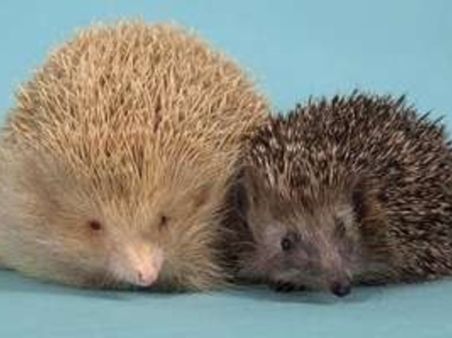 PALLADINEVE TROPPO GRASSO, A DIETA PORCOSPINO ALBINO