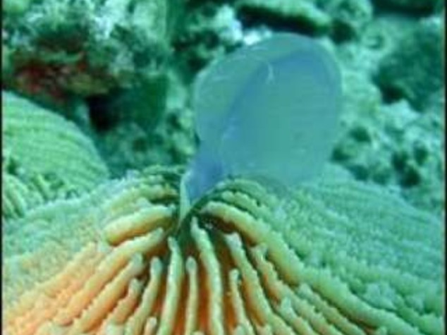 MARE: SCOPERTO CORALLO CHE DIVORA LE MEDUSE