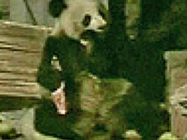 CINA: PANDA AFFAMATO, DALLE MONTAGNE AL RECINTO DEI MAIALI