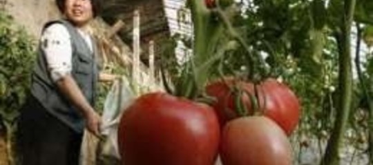 ARRIVANO DALLE PRIGIONI I POMODORI CINESI