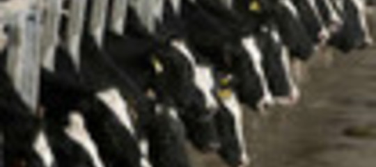SICUREZZA ALIMENTARE: FERMA PRODUZIONE 50% CASEIFICI