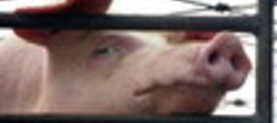 MAIALI AVVELENATI NUOVO SCANDALO ALIMENTARE