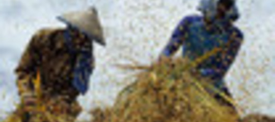 CINA COMPRERA' DAGLI USA 3 MLNt DI GRANO