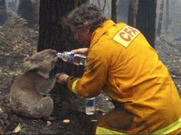 AUSTRALIA: LA STAR E' IL KOALA ASSETATO, BOOM SU YOUTUBE
