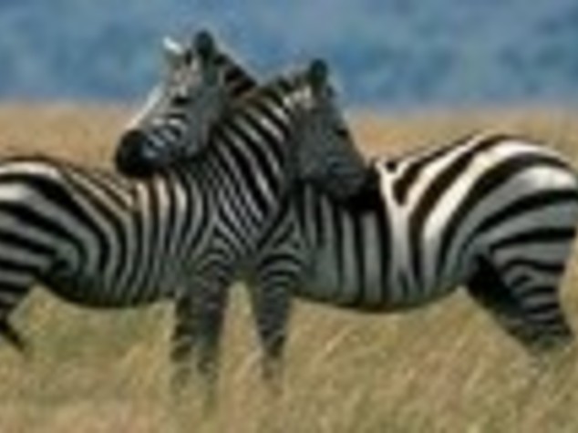 GAZA: ASINI DIPINTI ALLO ZOO, TEL AVIV OFFRE ZEBRE VERE