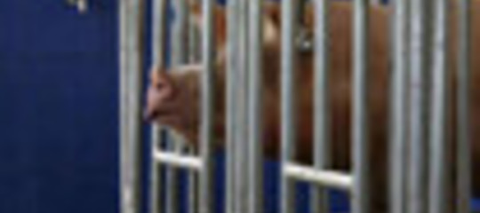 CARNE DI MAIALE: PRONTE LE RISERVE