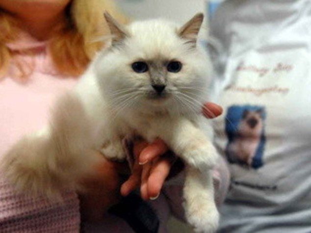 LAVATO E CENTRIFUGATO, GATTO PERSIANO SOPRAVVIVE IN LAVATRICE