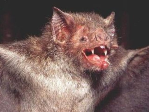 PERU': PIPISTRELLI VAMPIRI ATTACCANO 500 PERSONE, MORTI 4 BIMBI