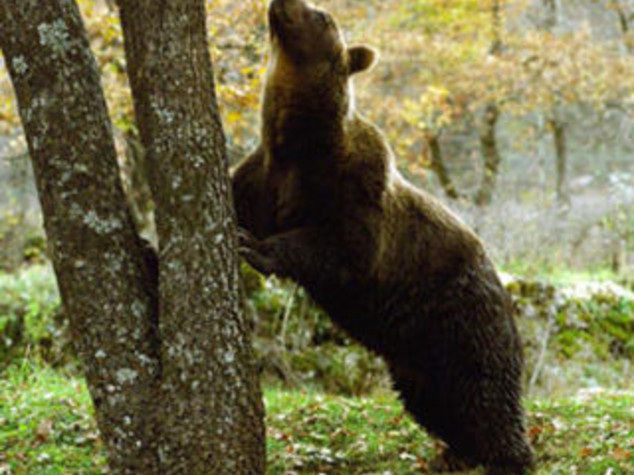 PARCO ABRUZZO: ORSO A CIVITELLA, SFONDA TETTO E MANGIA POLLI
