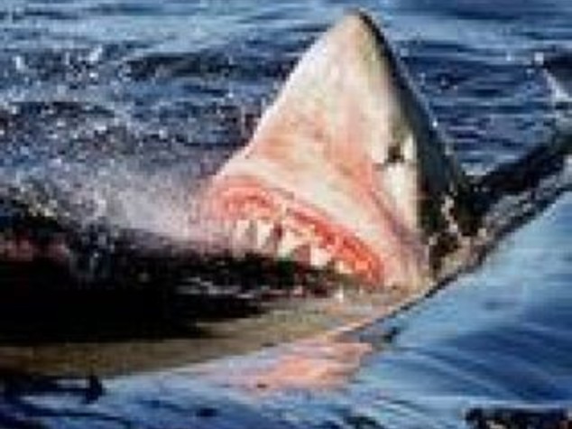 AUSTRALIA: SURFISTA ATTACCATO DA SQUALO BIANCO, LOTTA E SI SALVA