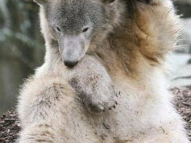 GERMANIA: CASTRATE L'ORSO KNUT, E' INNAMORATO DELLA CUGINA