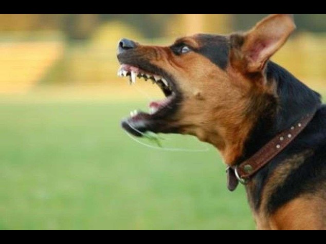 Morsa dal suo cane in casa, bimba di 3 anni muore a Roma