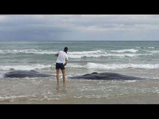 Vasto: sette capodogli spiaggiati, solo quattro sono stati liberati - Foto - Video