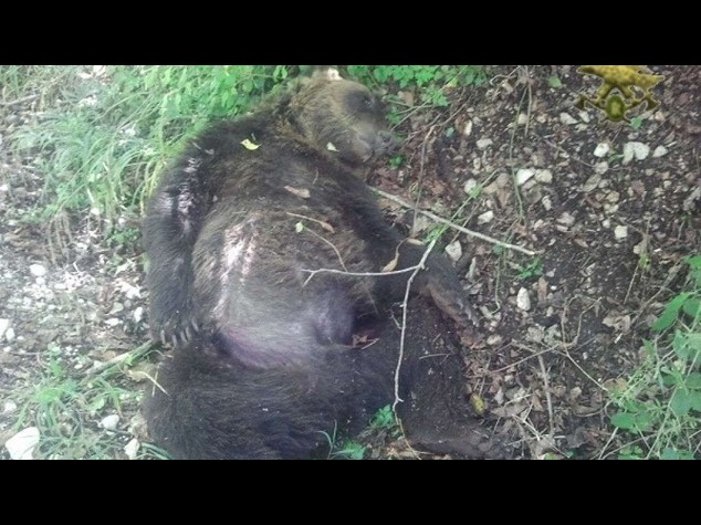 Bufera sul caso Daniza, intanto muore un altro orso in Abruzzo