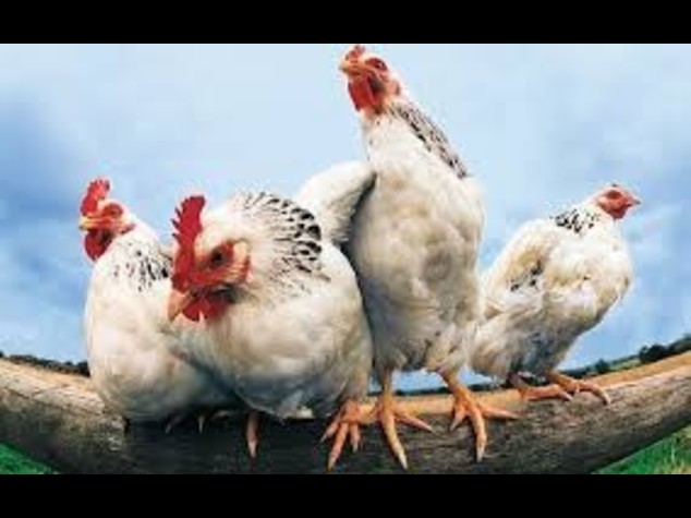 Francia, torna l'allarme aviaria, 8 paesi sospendono import
