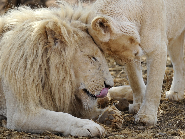 Abbattuto leone fuggito da zoo a Lipsia, "non avevamo scelta"