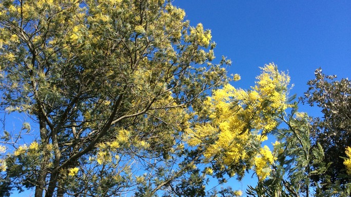 8 marzo, inverno pazzo taglia 30% raccolto mimose