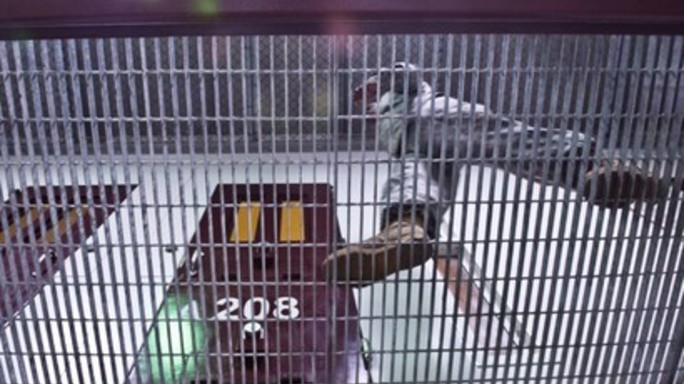 Guantanamo, Usa trasferiscono 15 detenuti negli Emirati