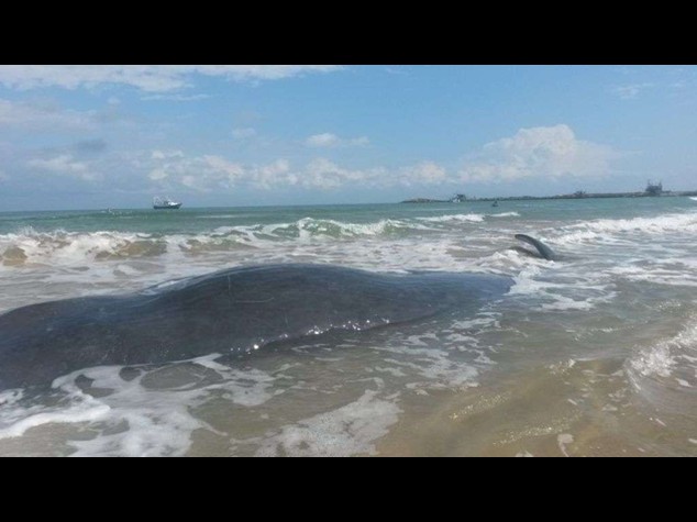 Sette capodogli spiaggiati a Vasto, solo 4 in salvo - Video e Foto