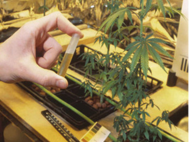 Dalla cannabis all'ingiuria, ecco cosa non è più reato