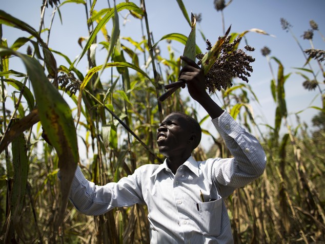 Ocse-Fao: Agricoltura chiave per sostenibilita', resta gap Africa