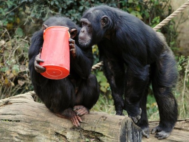 Patate e tè caldo contro freddo per animali Bioparco - Foto