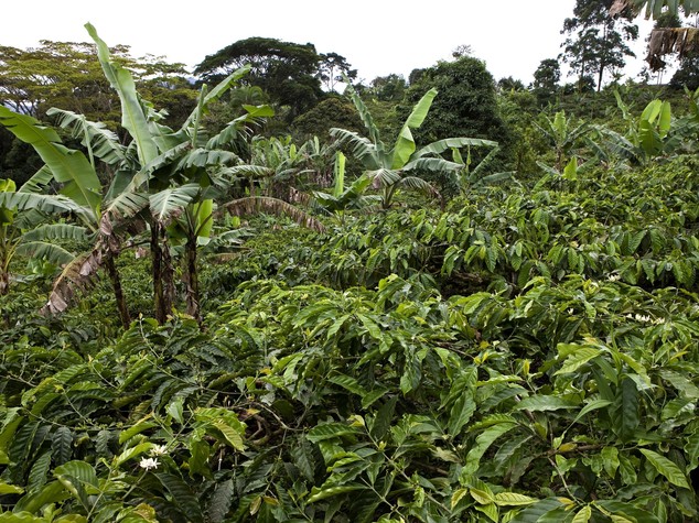 Burundi: Senato approva progetto per rilancio settore del caffe'