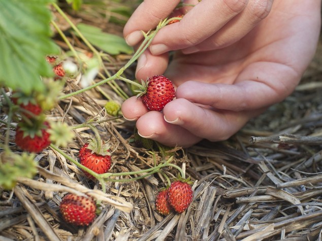 Caldo anticipa primizie, già carciofi e fragole