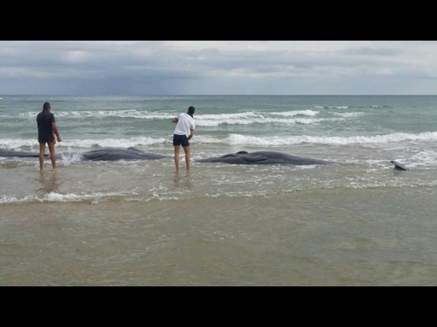 Quattro capodogli morti sulla spiaggia di Vasto, uno salvato