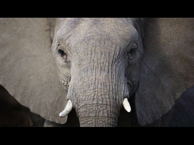 Thailandia: ucciso elefante che "recito'" in film di Oliver Stone