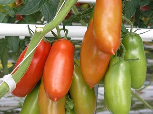 Alimentare: Flai Cgil, su San Marzano posizione Hogan grave