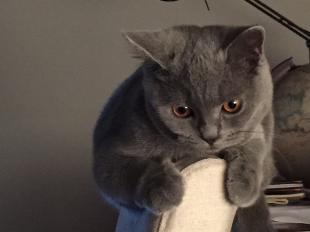 E' la Giornata del gatto, su Twitter dilagano i mici - Foto