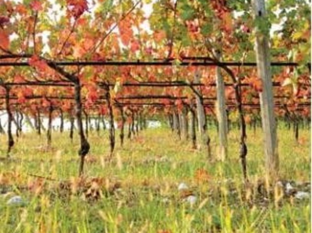 vino clima