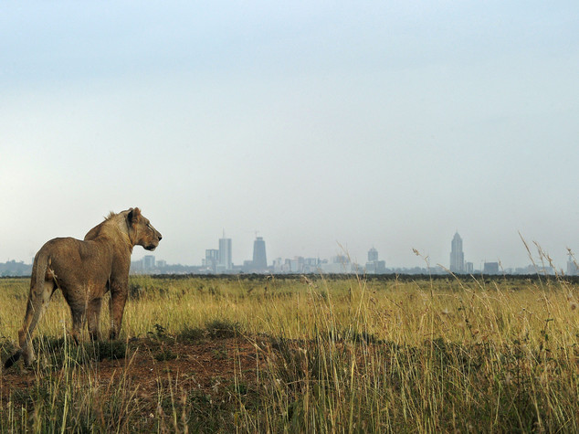 Leone ucciso dopo aver ferito uomo al centro di Nairobi
