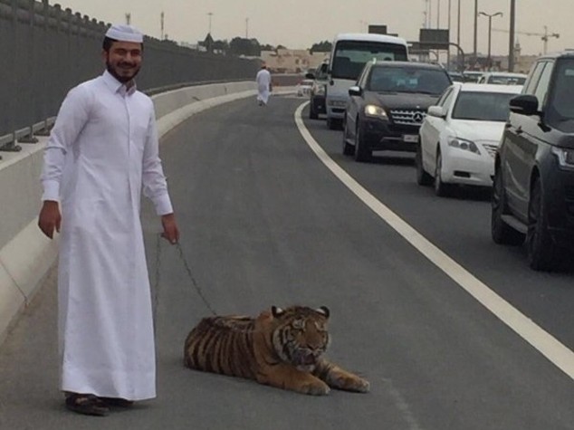 Panico a Doha, tigre passeggia tra le macchine - VIDEO