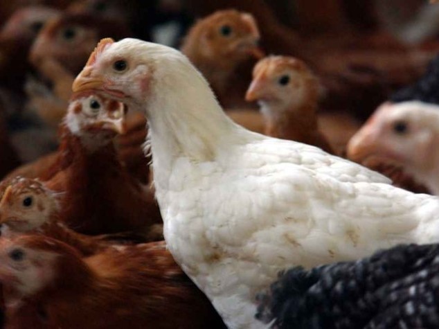 Ladro di galline si pente e restituisce refurtiva, denunciato