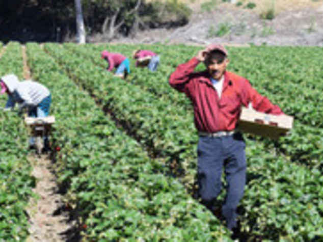Apre il primo mercato agricolo dei profughi