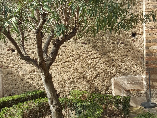 A Pompei restaurate cinque domus con i giardini