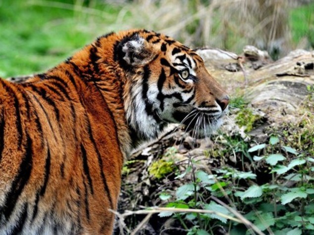 Bioparco Roma nuova casa della tigre Tila - video
