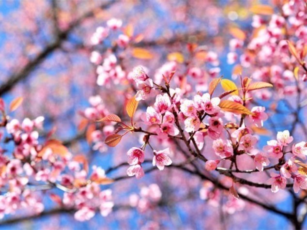 Primavera arriva in anticipo, finito inverno 'bollente'