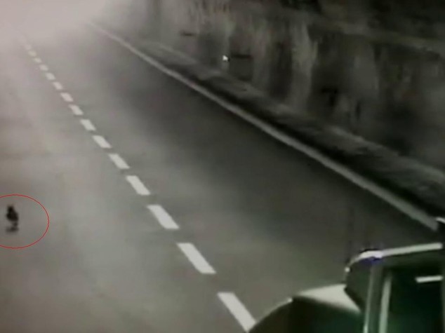 Gatto fugge da auto e causa incidente su A12 a Chiavari