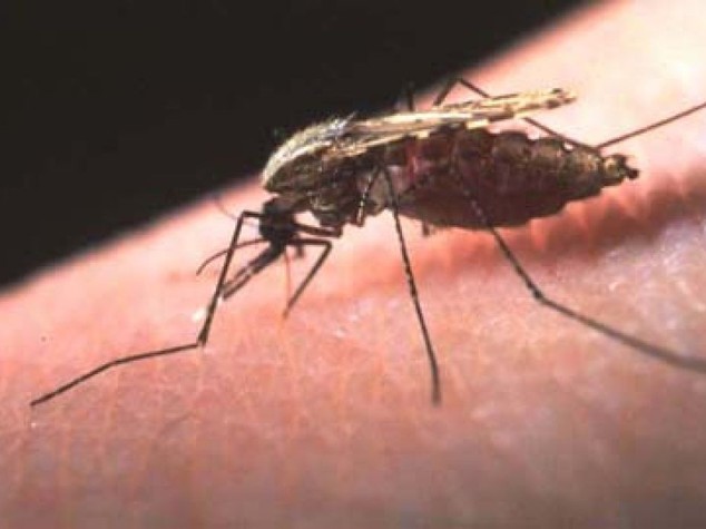 Malaria, resistenza ai farmaci non può diffondersi