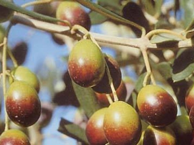 Olio: Sicolo (Cno),e' decisivo rafforzare rapporto con territorio