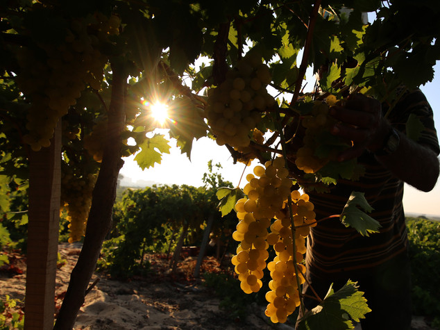 Vendemmia: Trentino, sara' ottima per qualita' e quantita'
