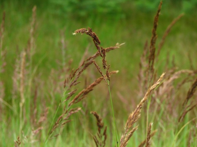 Allergie, 9 milioni di italiani soffrono per graminacee e parietarie