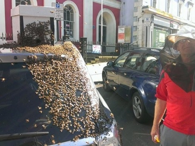 Sciame di 10mila api su un'auto, la regina era nel bagagliaio