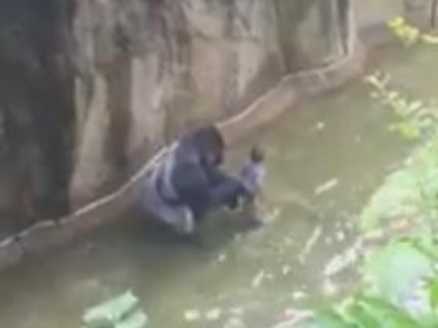Bimbo cade nella fossa del gorilla allo zoo, abbattuto primate