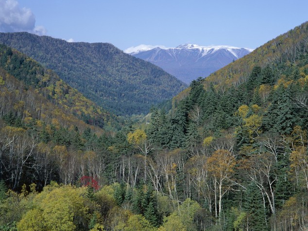 Giappone, scompare bimbo lasciato in foresta per castigo
