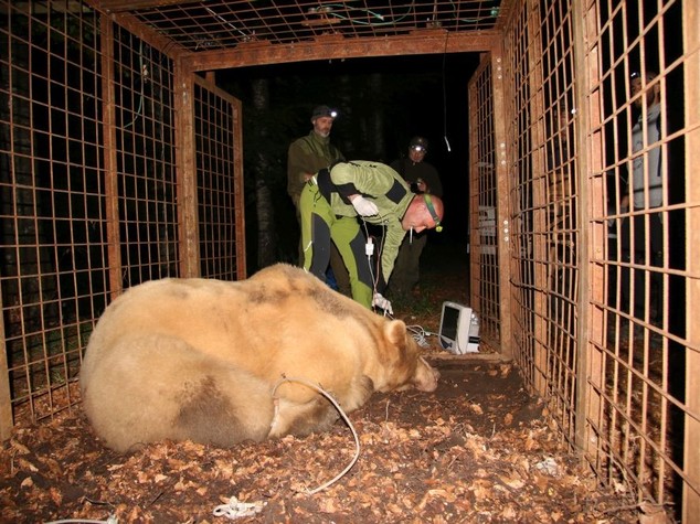 Catturato orso da due quintali su monte Lovinzola in Friuli